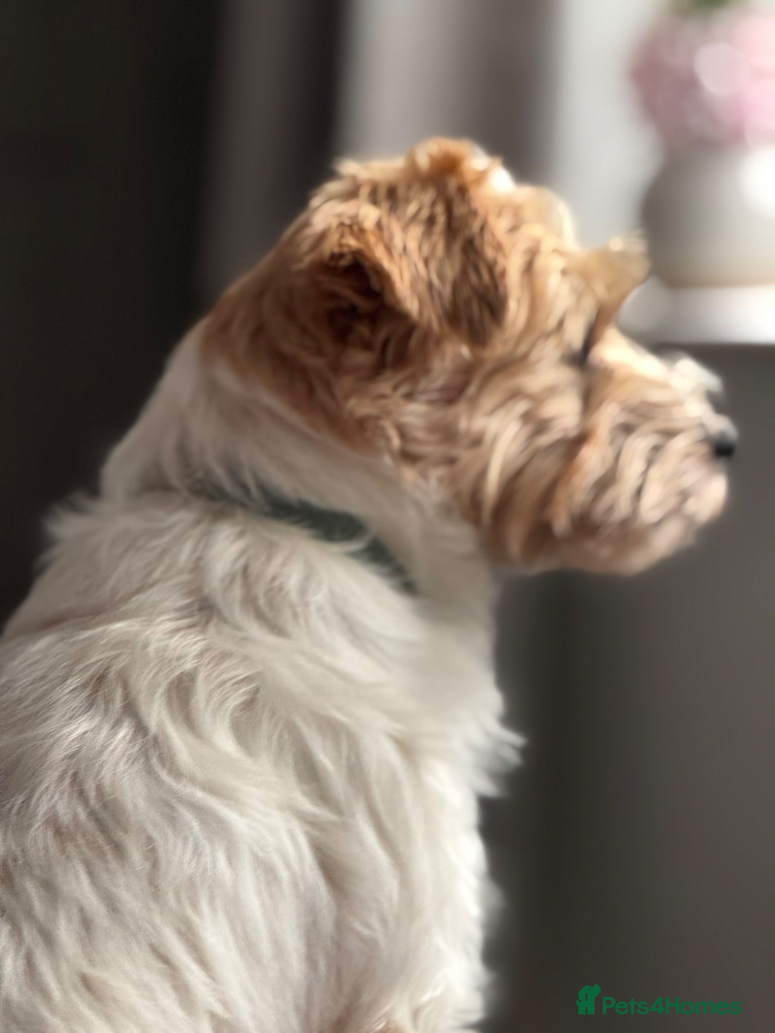 Jack Russell dogs Super KC Reg Health Test Rough Coat Jack Russell  - Advert 2
