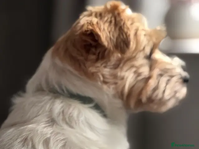 Jack Russell dogs for stud: Super KC Reg Health Test Rough Coat Jack Russell - Advert 2