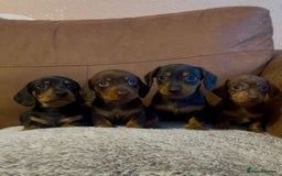 Miniature Dachshund dogs for sale: Short-haired Miniature Dachshunds  - Image 1