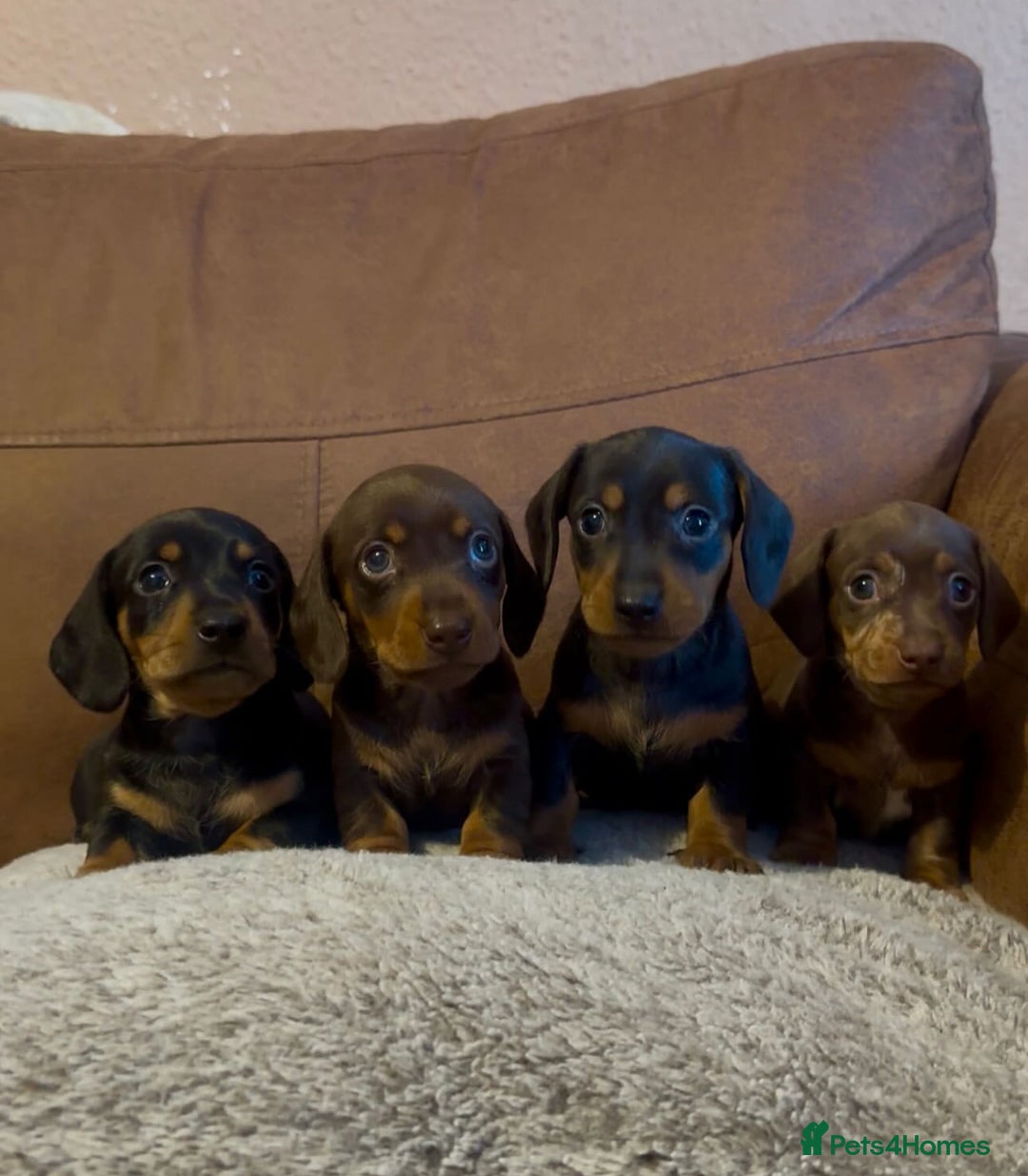 Miniature Dachshund dogs for sale: Short-haired Miniature Dachshunds  - Image 1