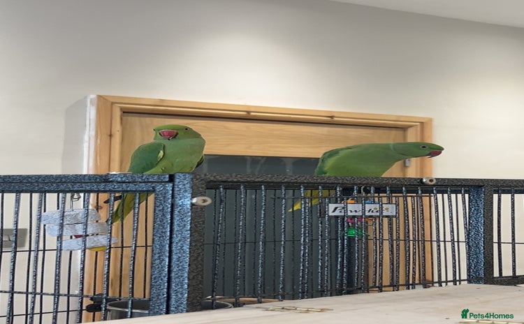 Ringnecks birds - Advert 3