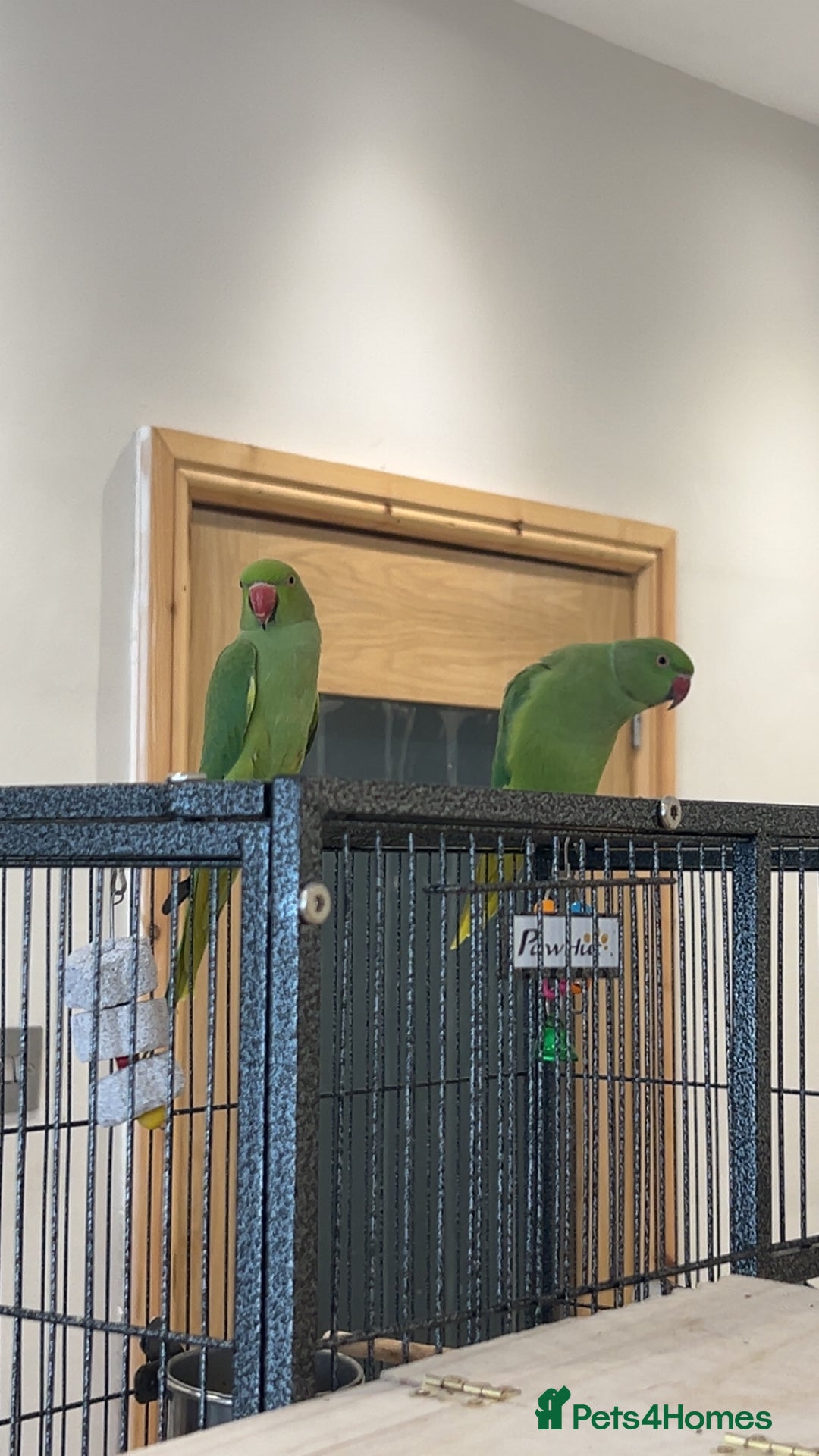 Ringnecks birds for sale: 2 Indian ringnecks  - Image 1
