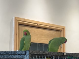 Ringnecks birds - Advert 3