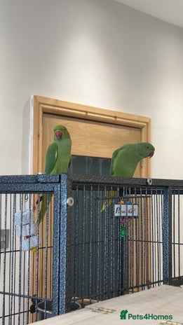 Ringnecks birds - Advert 3