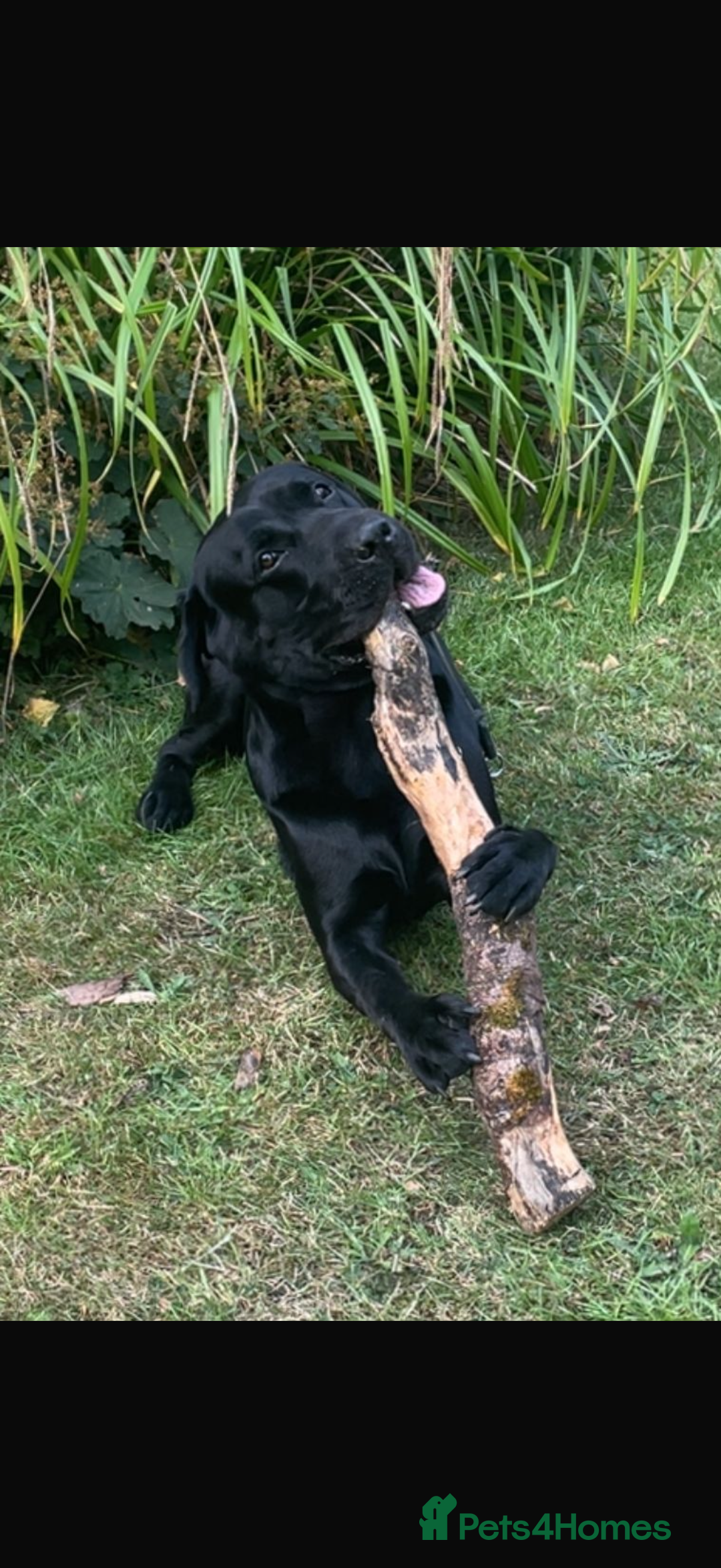 Labrador Retriever dogs for stud: Kenzduo Blackout (Tyson) - Advert 6