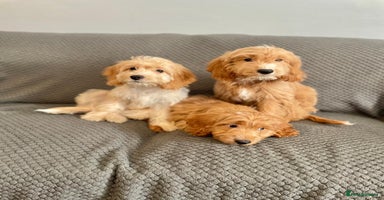 Cockapoo dogs - Advert 5