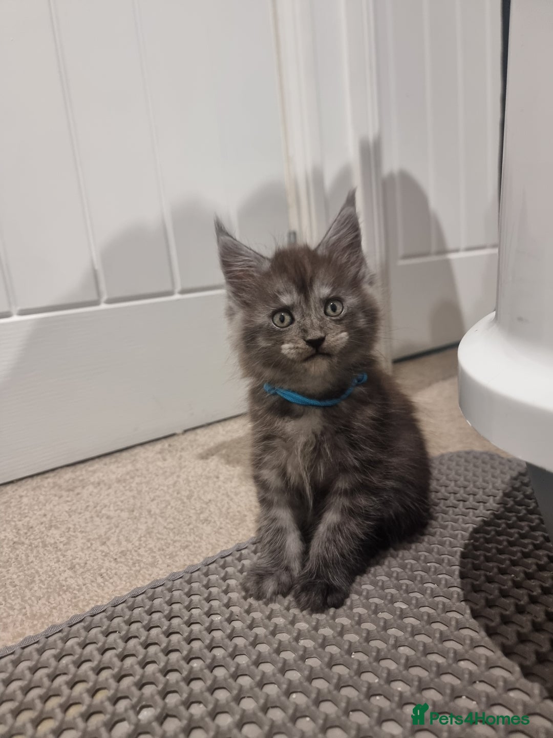 Maine Coon cats for sale: Stunning Maine Coon Kittens for sale/ Reservation  - Advert 10