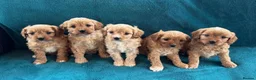 Cavapoo dogs for sale: Cavapoo puppies - Advert 3