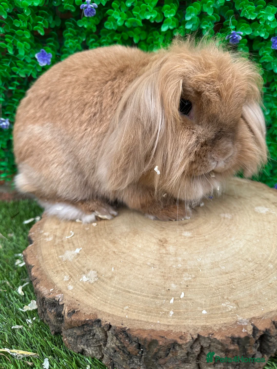 Mini Lion Lop rabbits for sale: 🐰 Lion Lop Girls Looking for Homes 🐰 - Advert 2