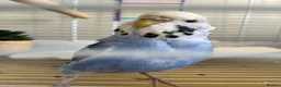 Budgerigars birds for sale: Female budgie and full set up in Castleford - Advert 4
