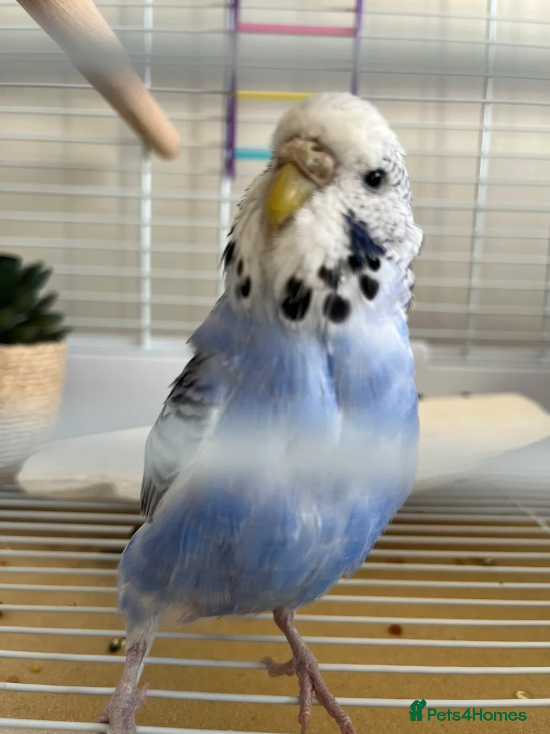 Budgerigars birds for sale: Female budgie and full set up in Castleford - Advert 4