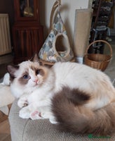 Ragdoll cats READY NOW GCCF REG. EUROPEAN LINE BOYS - Advert 10