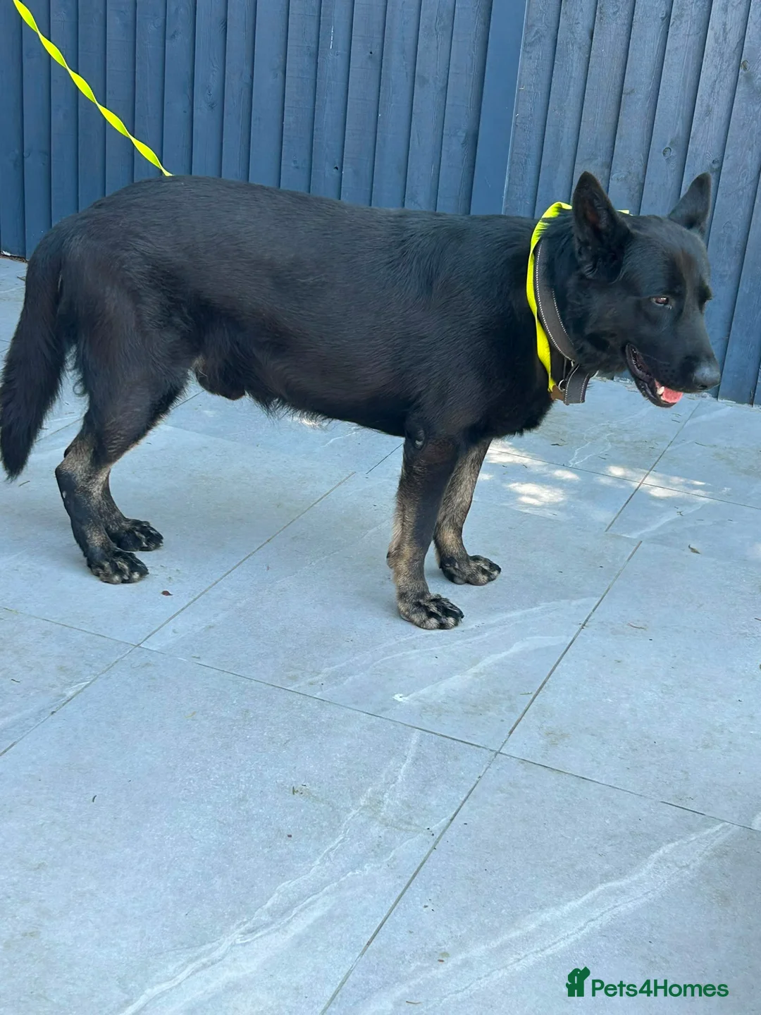 German Shepherd dogs for sale: 5-Year-Old German Shepherd for sale in Enfield - Advert 3