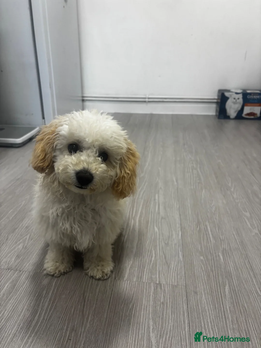 Cavapoo dogs for sale: Fatboy the Cavapoo  - Advert 5