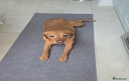 Labradoodle dogs for sale: F1 Toy / Miniature Labradoodles  - Advert 4