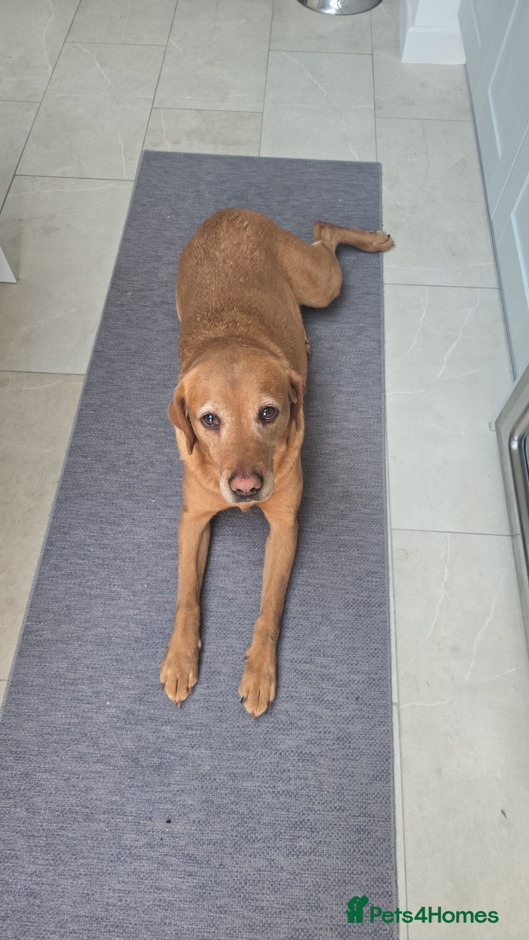 Labradoodle dogs for sale: F1 Toy / Miniature Labradoodles  - Advert 4