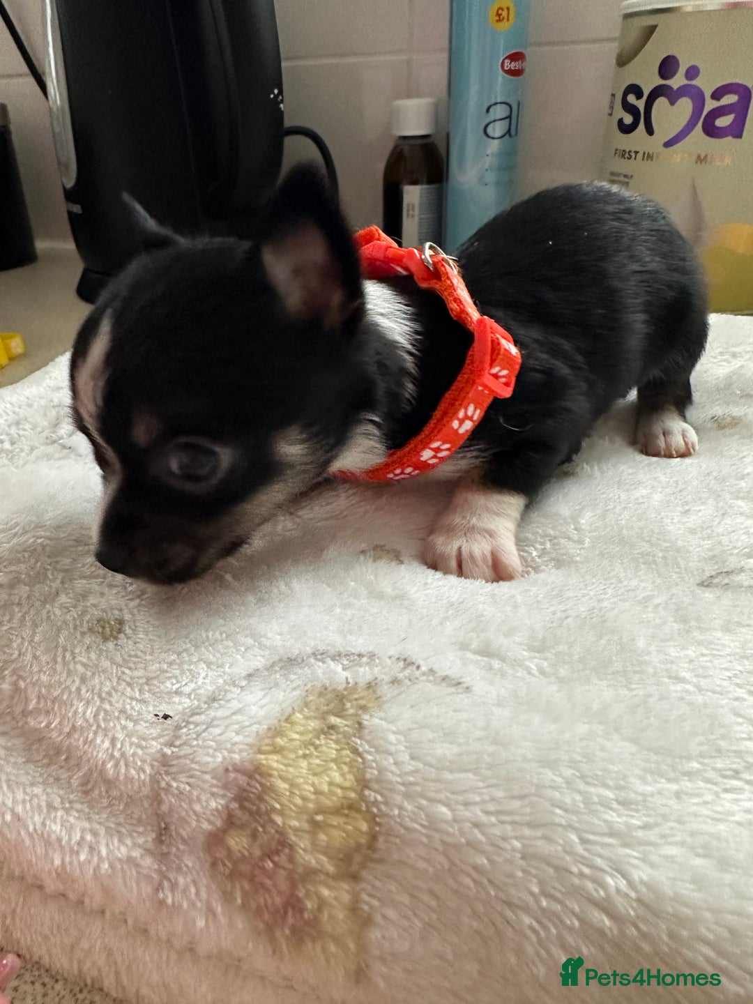 Mixed Breed dogs for sale: Jack chi puppies - Image 11