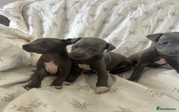 Italian Greyhound dogs for sale: 1 boy left  - Image 11