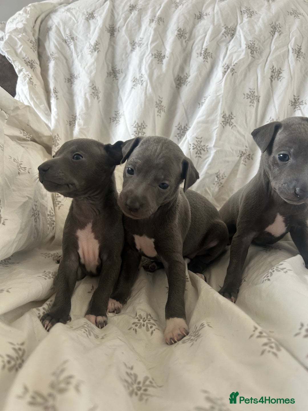Italian Greyhound dogs for sale: 1 boy left  - Image 11