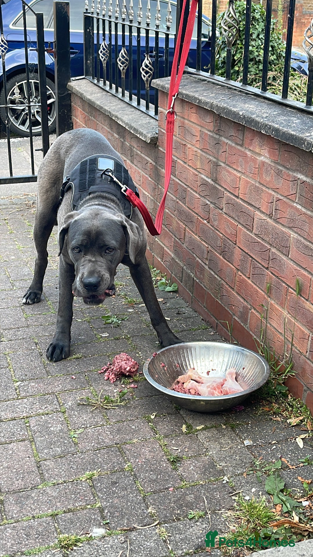 Cane Corso dogs for sale: Dior 11 month old Cane Corso  - Image 5