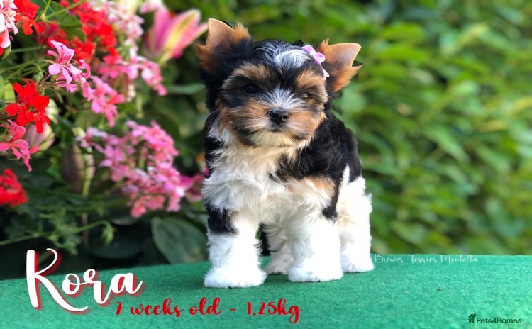 Yorkshire Terrier dogs - Advert 1