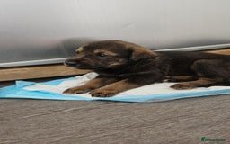Mixed Breed dogs for sale: Wolfdog x cane corso - Image 2