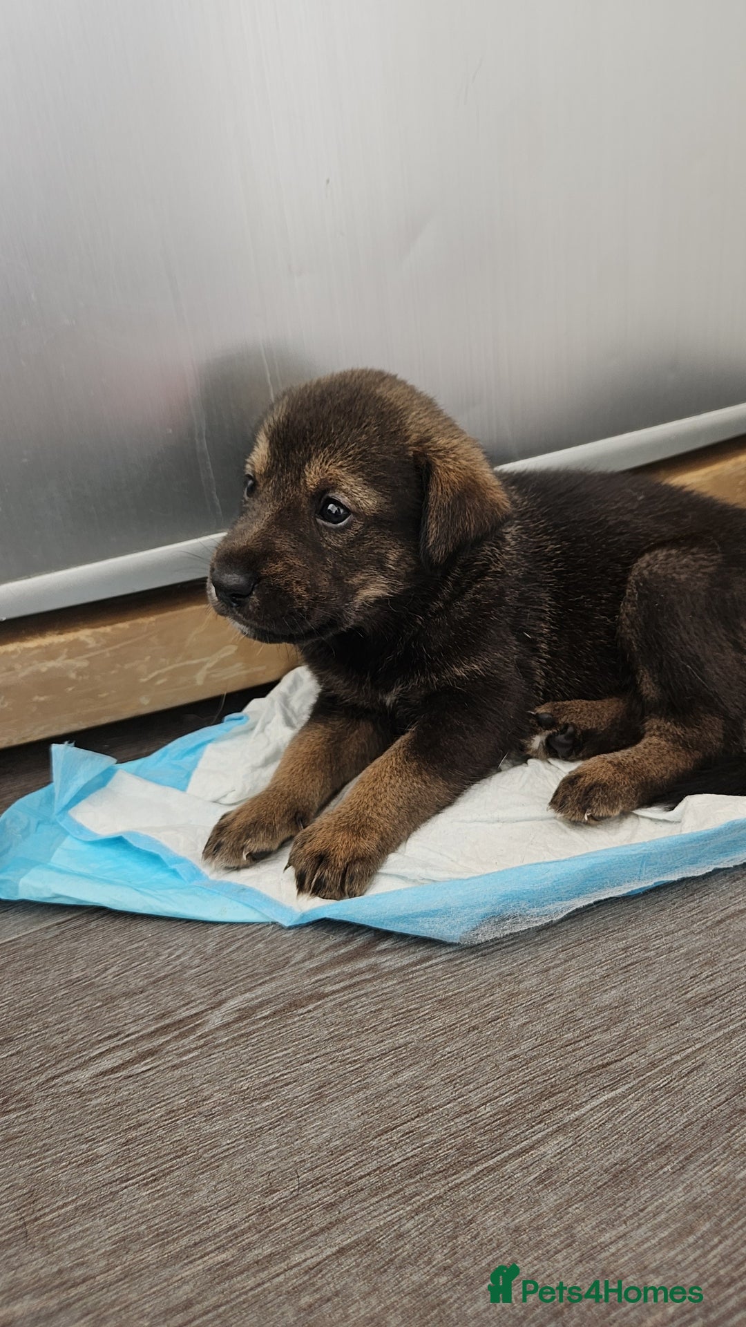 Mixed Breed dogs for sale: Wolfdog x cane corso - Image 2