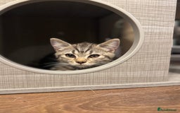 British Shorthair cats for sale: Pure BSH Kittens (available for breeding) in London - Image 34