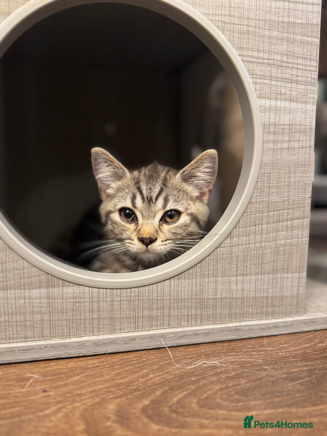 British Shorthair cats for sale: Pure BSH Kittens (available for breeding) in London - Image 34