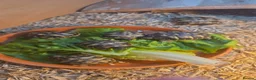 Hermann Tortoise reptiles for sale: Hermann Tortoises - Advert 2