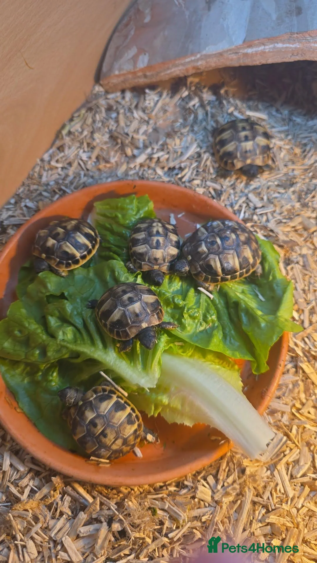 Hermann Tortoise reptiles for sale: Hermann Tortoises - Advert 2