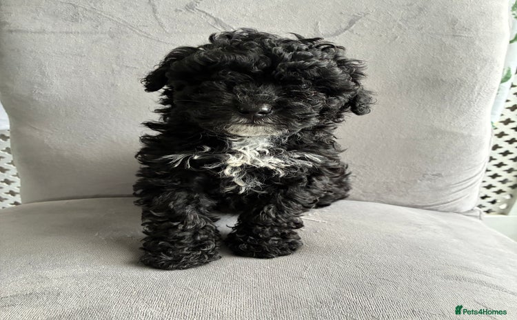 Maltipoo dogs - Advert 1