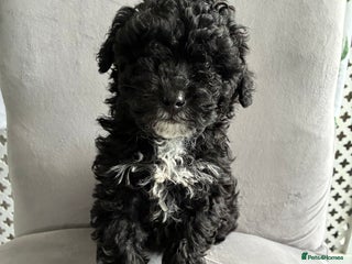 Maltipoo dogs - Advert 33