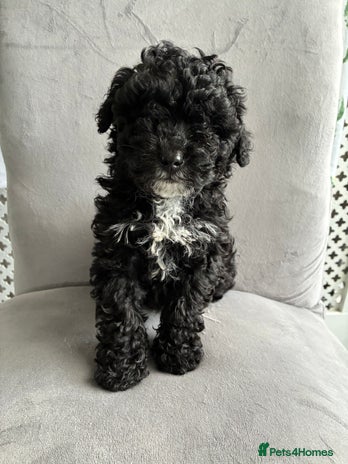 Maltipoo dogs - Advert 1