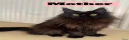 Maine Coon cats for sale: Pure Maincoon kittens in Birmingham - Advert 4