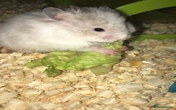 Hamster rodents for sale: Baby hamster - Image 2