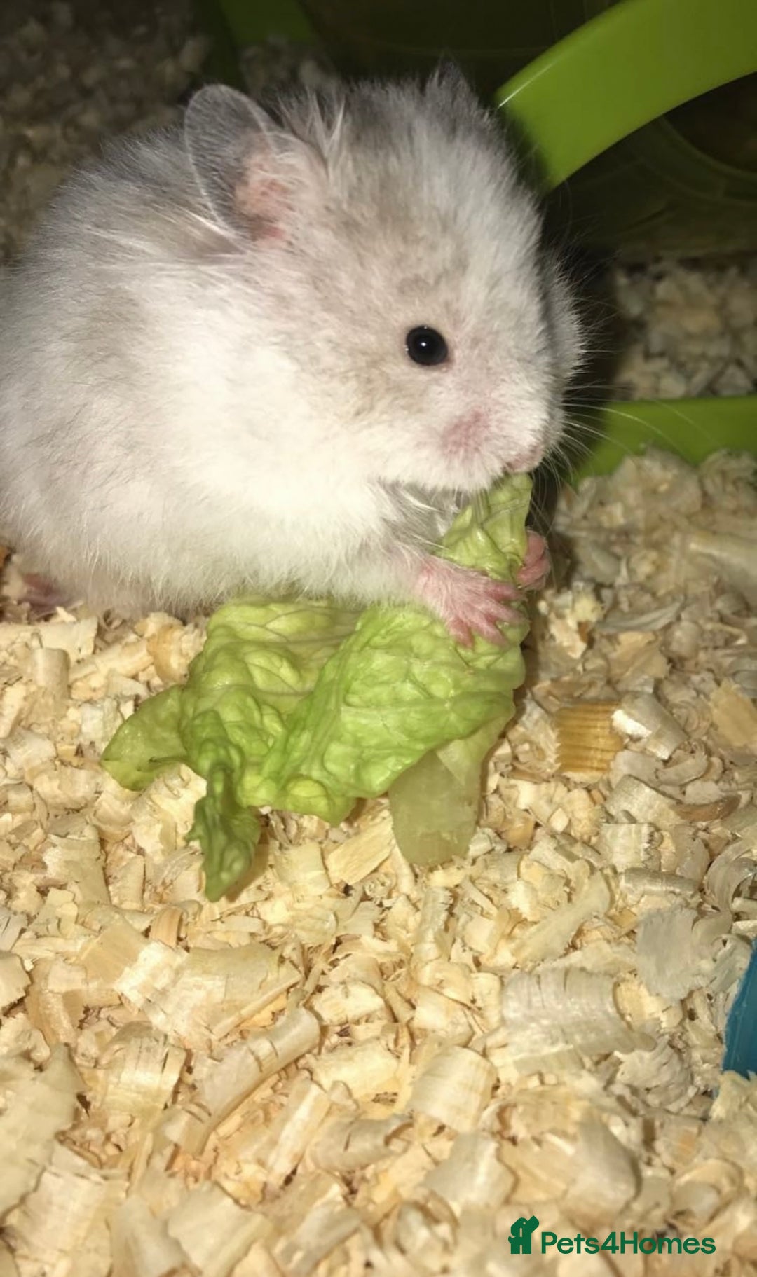 Hamster rodents for sale: Baby hamster - Image 2