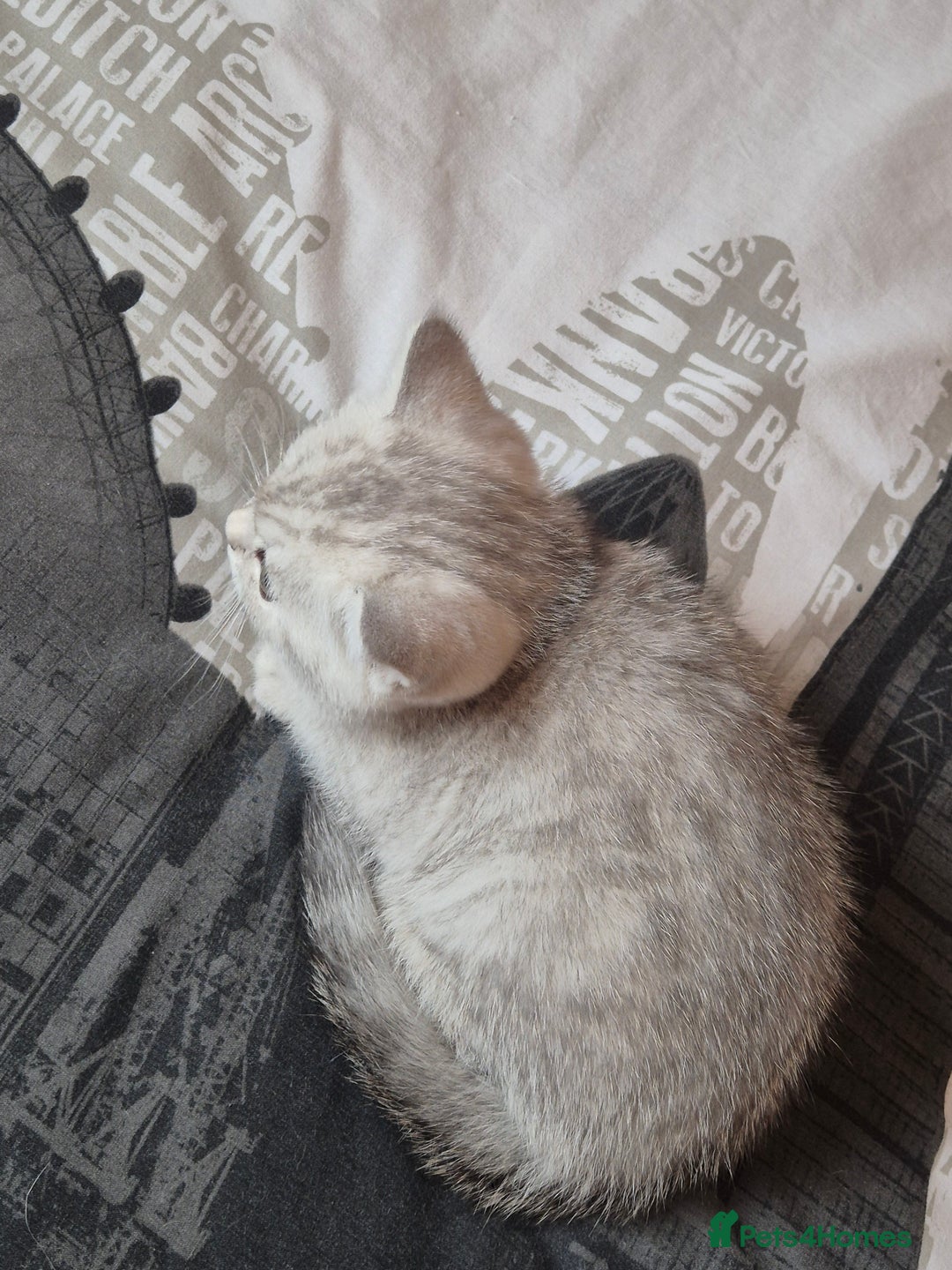British Shorthair cats for sale: British shorthair kittens male/female - Image 5