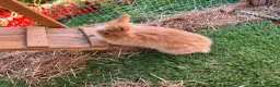 Mini Lion Lop rabbits for sale: 2 baby lion lop bunnies  in Wareham - Advert 7