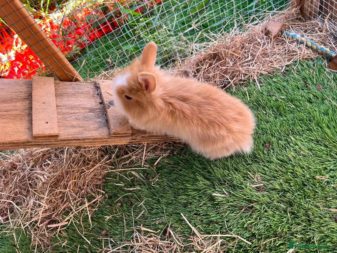 Mini Lion Lop rabbits for sale: 2 baby lion lop bunnies  in Wareham - Advert 7