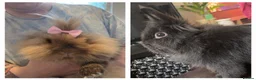 Lionhead rabbits for sale: Two beautiful lionhead bunnies  in Hyde - Advert 1