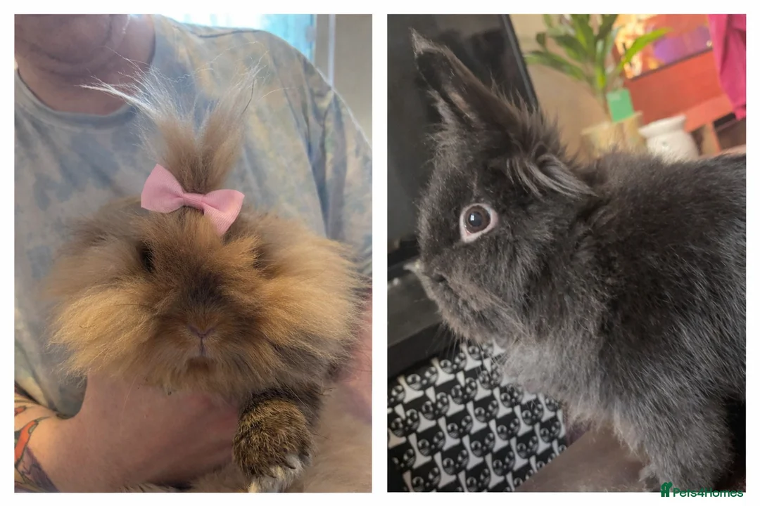 Lionhead rabbits for sale: Two beautiful lionhead bunnies  in Hyde - Advert 1