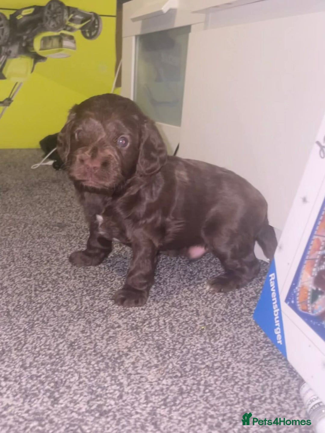 Cockapoo dogs for stud: F1 chocolate merle cockapoo - Advert 7