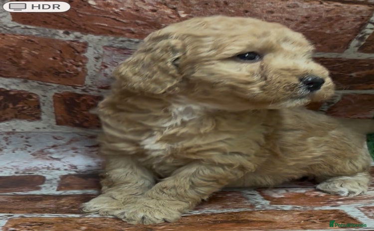 Cockapoo dogs Cockapoo Puppies – Well Socialised and beautiful  - Advert 15