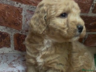 Cockapoo dogs Cockapoo Puppies – Well Socialised and beautiful - Advert 6