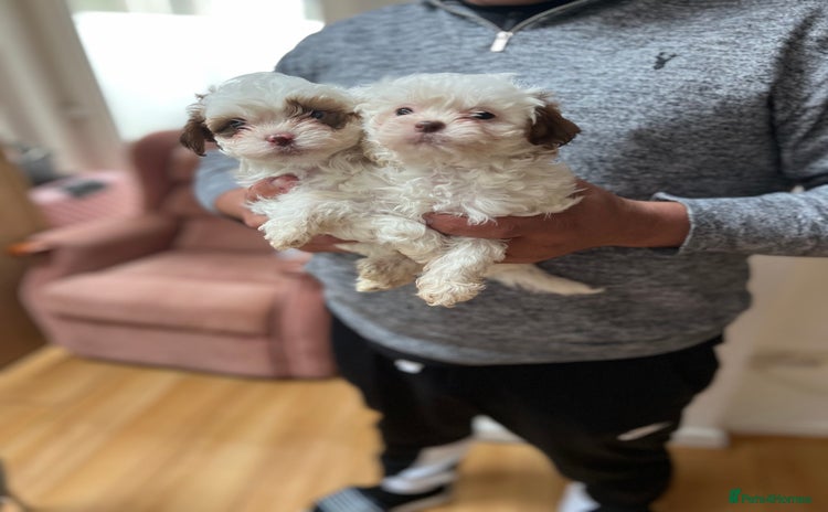 Maltese dogs - Advert 1