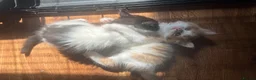 Mixed Breed cats for sale: Five adorable fluffballs looking for new homes - Advert 3