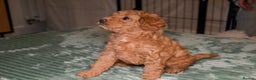 Poochon dogs for sale: Beautiful Red Poochon Puppies – Family Home Raised - Advert 12