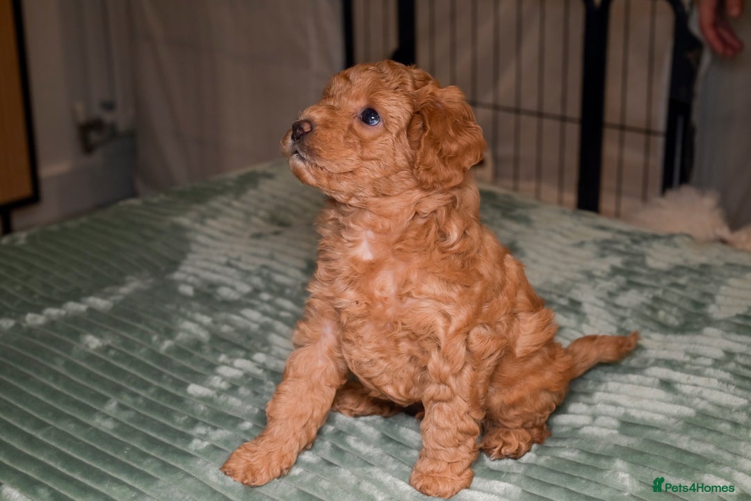 Poochon dogs for sale: Beautiful Red Poochon Puppies – Family Home Raised - Advert 12