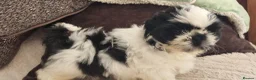 Shih Tzu dogs for sale: Shihtzu puppies - Advert 10